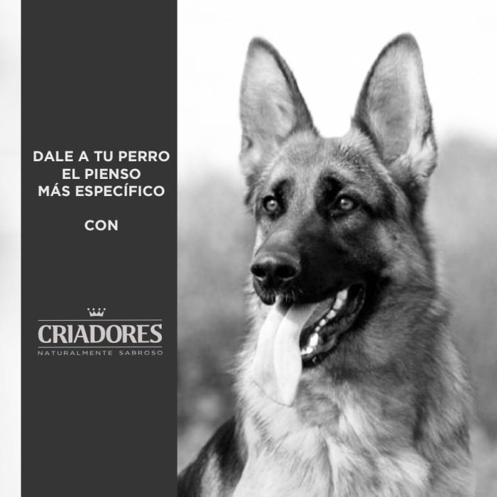 Criadores Adulto Cordero y Arroz pienso para perros de razas mediana y grande - Imagen 5