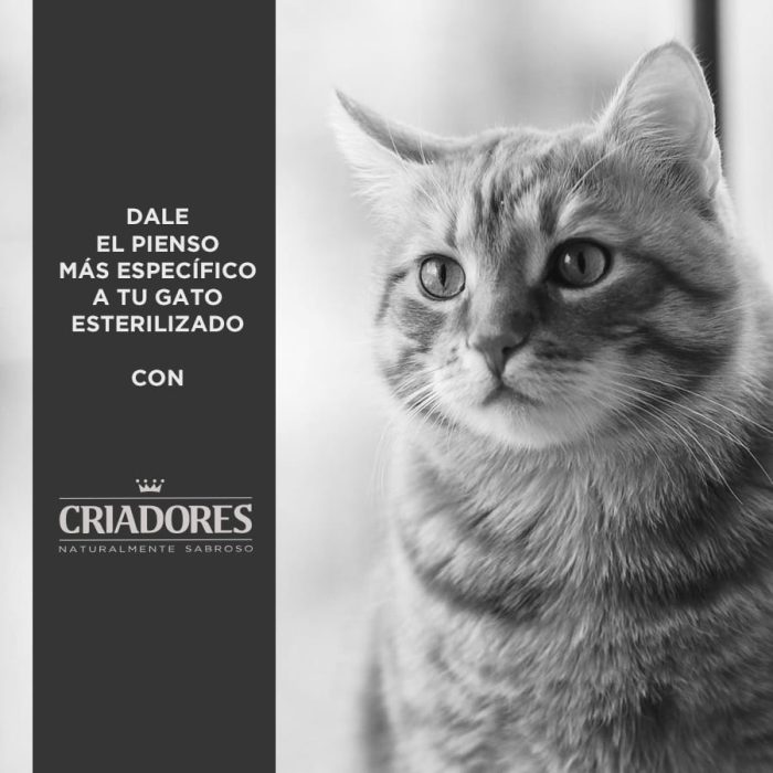Criadores Adulto Esterilizado Pollo pienso para gatos - Imagen 4