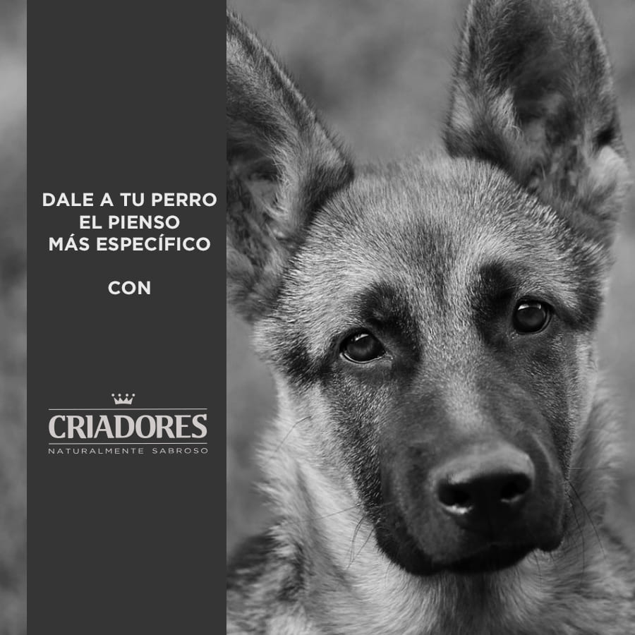 Criadores Adulto Salmón y Arroz pienso para perros de razas medianas y grandes