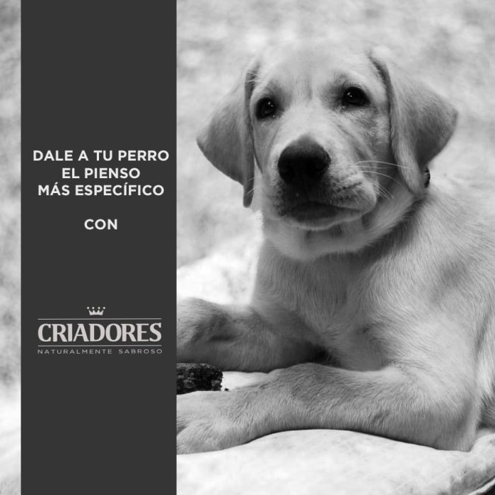 Criadores Pollo y Arroz pienso para cachorros de razas grandes - Imagen 4
