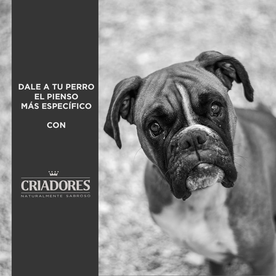 Criadores Adulto Grain Free Pavo pienso para perros de raza mediana y grande