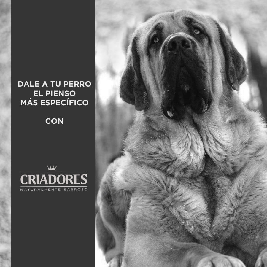 Criadores Adulto Light pienso para perros de raza grande y mediana