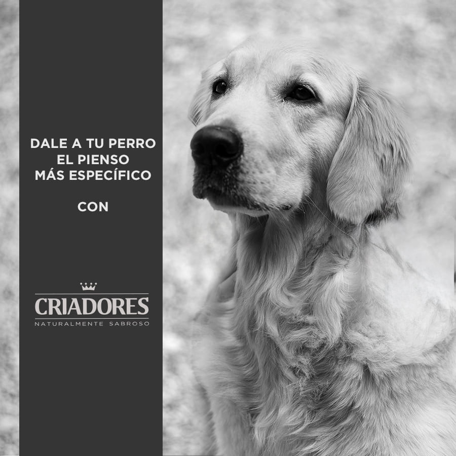 Criadores Senior Pollo y Arroz pienso para perros de razas medianas y grandes